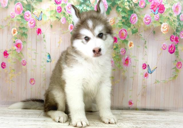 沖縄県のアラスカンマラミュート (Coo&RIKU沖縄浦添店/2026年1月4日生まれ/女の子/チョコレートホワイト)の子犬の3枚目の画像