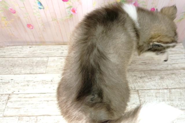 沖縄県のアラスカンマラミュート (Coo&RIKU沖縄浦添店/2026年1月4日生まれ/女の子/チョコレートホワイト)の子犬の4枚目の画像