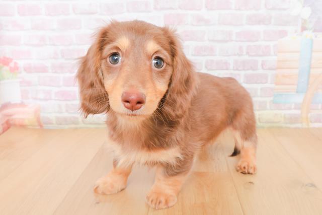 福島県のミニチュアダックスフンド(ロング) (Coo&RIKU福島店/2025年12月29日生まれ/男の子/チョコレートタン)の子犬の2枚目の画像