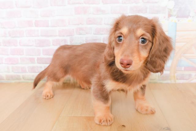 福島県のミニチュアダックスフンド(ロング) (Coo&RIKU福島店/2025年12月29日生まれ/男の子/チョコレートタン)の子犬の3枚目の画像