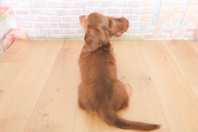 福島県のミニチュアダックスフンド(ロング) (Coo&RIKU福島店/2025年12月29日生まれ/男の子/チョコレートタン)の子犬の4枚目の画像