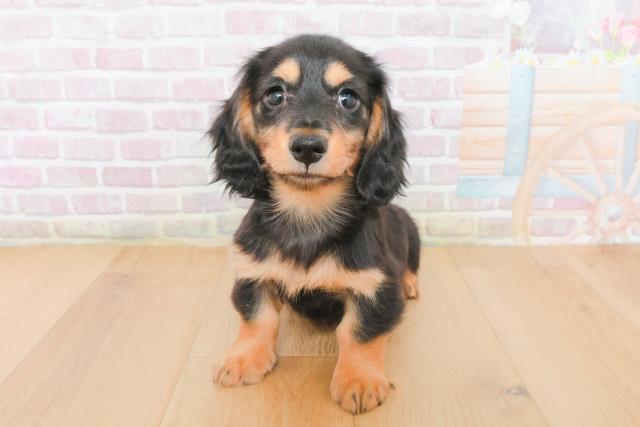 福島県のミニチュアダックスフンド(ロング) (Coo&RIKU郡山店/2025年12月29日生まれ/男の子/ブラックタン)の子犬