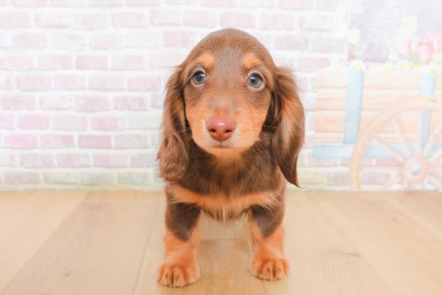 岩手県のミニチュアダックスフンド(ロング) (Coo&RIKU岩手盛岡店/2025年12月29日生まれ/男の子/チョコレートタン)の子犬の1枚目の画像