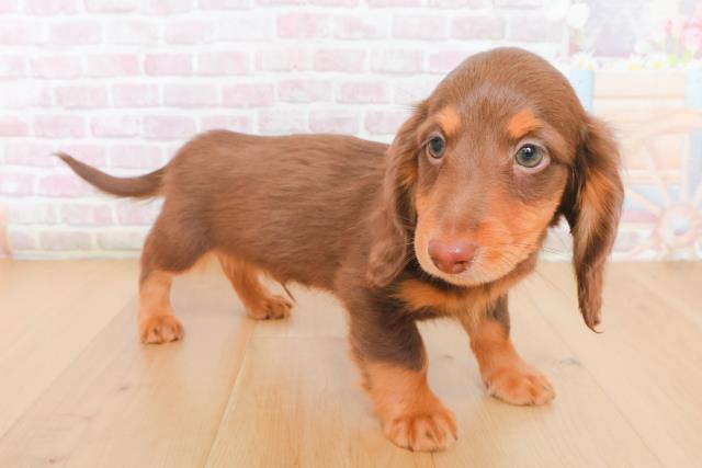 岩手県のミニチュアダックスフンド(ロング) (Coo&RIKU岩手盛岡店/2025年12月29日生まれ/男の子/チョコレートタン)の子犬の3枚目の画像