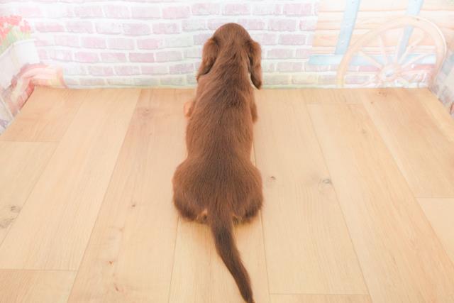 岩手県のミニチュアダックスフンド(ロング) (Coo&RIKU岩手盛岡店/2025年12月29日生まれ/男の子/チョコレートタン)の子犬の4枚目の画像