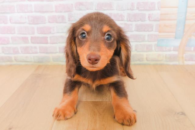 青森県のミニチュアダックスフンド(ロング) (Coo&RIKU弘前店/2025年12月29日生まれ/女の子/チョコレートタン)の子犬の1枚目の画像