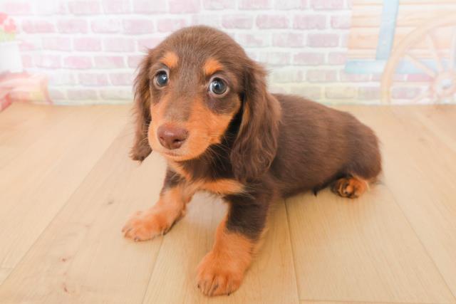 青森県のミニチュアダックスフンド(ロング) (Coo&RIKU弘前店/2025年12月29日生まれ/女の子/チョコレートタン)の子犬の2枚目の画像