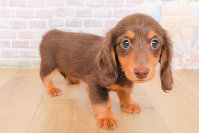 青森県のミニチュアダックスフンド(ロング) (Coo&RIKU弘前店/2025年12月29日生まれ/女の子/チョコレートタン)の子犬の3枚目の画像