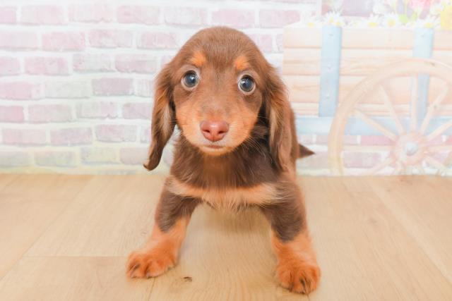 青森県のミニチュアダックスフンド(ロング) (Coo&RIKU青森店/2025年12月29日生まれ/女の子/チョコレートタン)の子犬の1枚目の画像