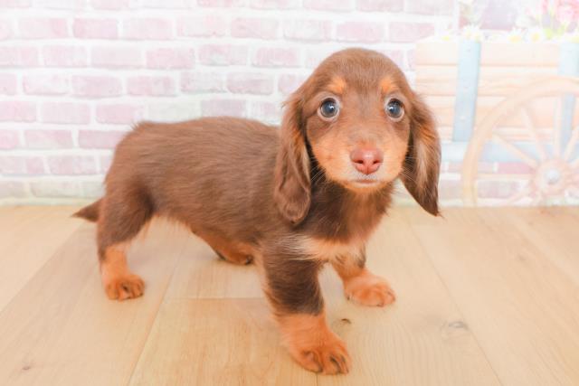 青森県のミニチュアダックスフンド(ロング) (Coo&RIKU青森店/2025年12月29日生まれ/女の子/チョコレートタン)の子犬の3枚目の画像