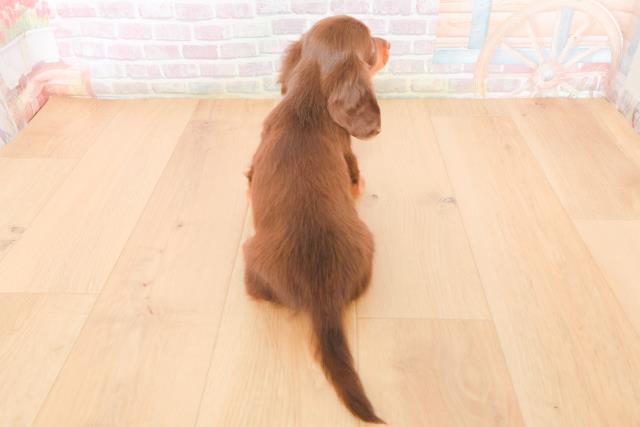 青森県のミニチュアダックスフンド(ロング) (Coo&RIKU青森店/2025年12月29日生まれ/女の子/チョコレートタン)の子犬の4枚目の画像