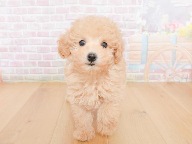 トイ・プードル