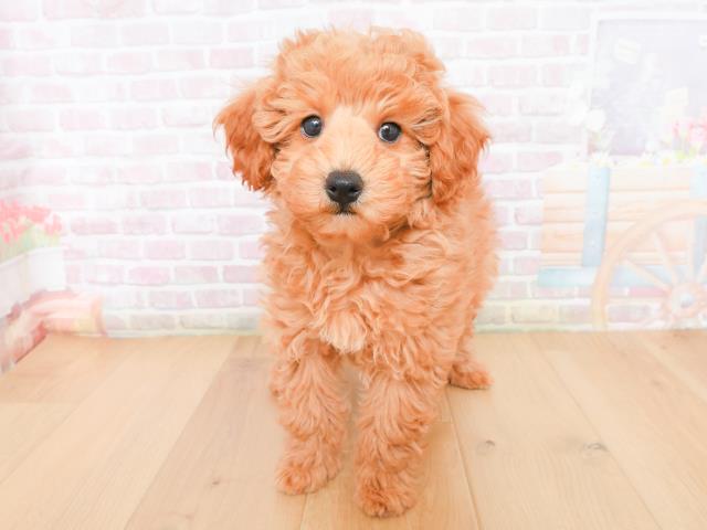 岩手県のトイプードル(トイ) (Coo&RIKU一関店/2025年12月31日生まれ/男の子/レッド)の子犬の1枚目の画像