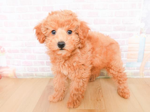 岩手県のトイプードル(トイ) (Coo&RIKU一関店/2025年12月31日生まれ/男の子/レッド)の子犬の2枚目の画像