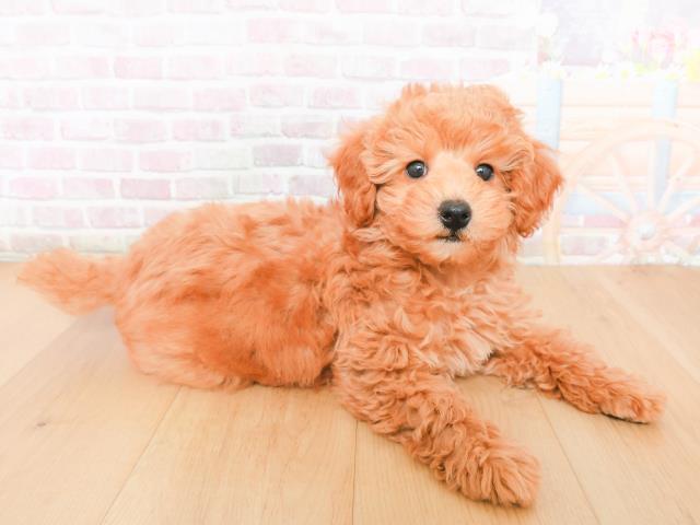 岩手県のトイプードル(トイ) (Coo&RIKU一関店/2025年12月31日生まれ/男の子/レッド)の子犬の3枚目の画像