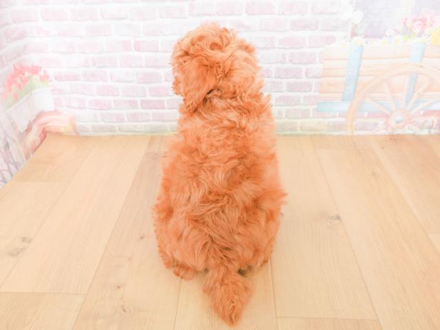 岩手県のトイプードル(トイ) (Coo&RIKU一関店/2025年12月31日生まれ/男の子/レッド)の子犬の4枚目の画像