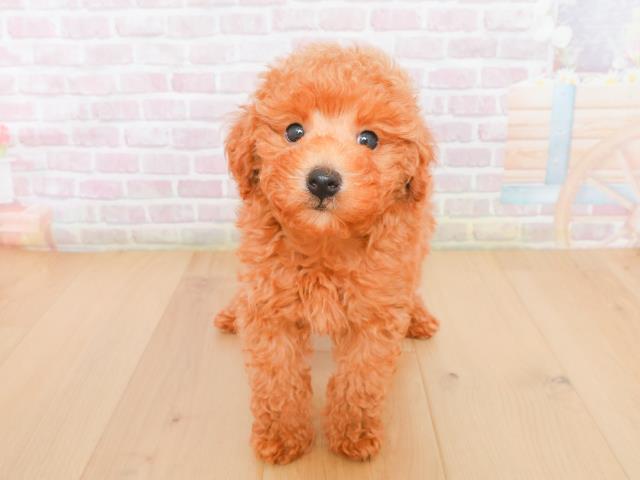 青森県のトイプードル(トイ) (Coo&RIKU弘前店/2025年12月31日生まれ/男の子/レッド)の子犬