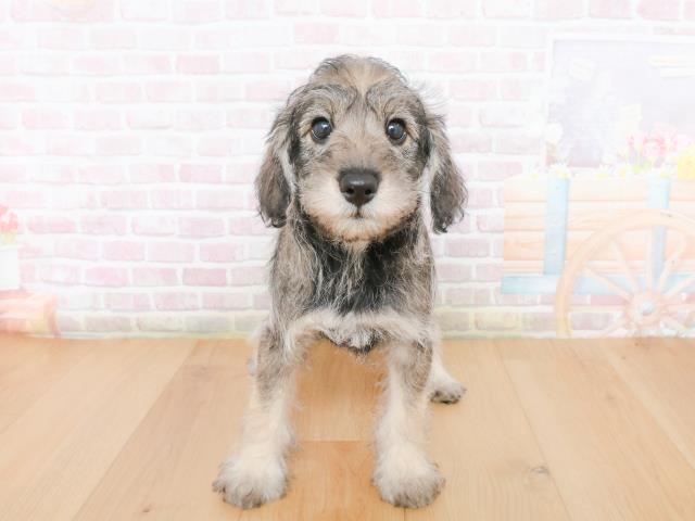 青森県のシュナプー(シュナウザー×プードル) (Coo&RIKU青森店/2025年12月31日生まれ/男の子/ソルトペッパー)の子犬の1枚目の画像