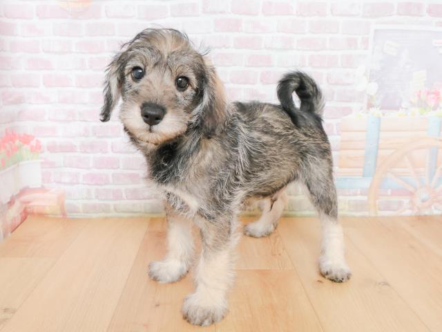 青森県のシュナプー(シュナウザー×プードル) (Coo&RIKU青森店/2025年12月31日生まれ/男の子/ソルトペッパー)の子犬の2枚目の画像