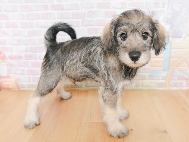 青森県のシュナプー(シュナウザー×プードル) (Coo&RIKU青森店/2025年12月31日生まれ/男の子/ソルトペッパー)の子犬の3枚目の画像