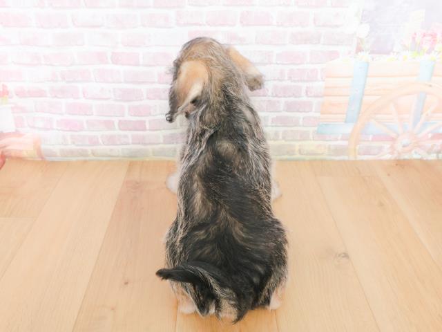 青森県のシュナプー(シュナウザー×プードル) (Coo&RIKU青森店/2025年12月31日生まれ/男の子/ソルトペッパー)の子犬の4枚目の画像