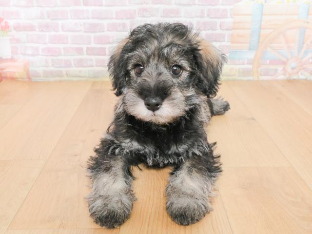 青森県のシュナプー(シュナウザー×プードル) (Coo&RIKU八戸店/2025年12月31日生まれ/男の子/ソルトペッパー)の子犬の1枚目の画像