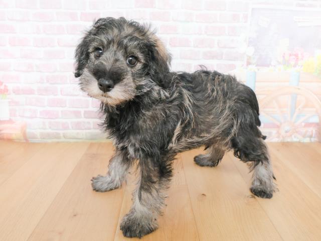 青森県のシュナプー(シュナウザー×プードル) (Coo&RIKU八戸店/2025年12月31日生まれ/男の子/ソルトペッパー)の子犬の2枚目の画像