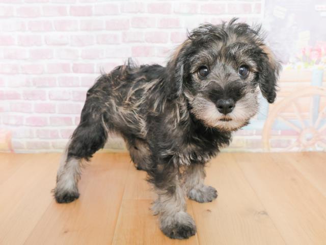青森県のシュナプー(シュナウザー×プードル) (Coo&RIKU八戸店/2025年12月31日生まれ/男の子/ソルトペッパー)の子犬の3枚目の画像