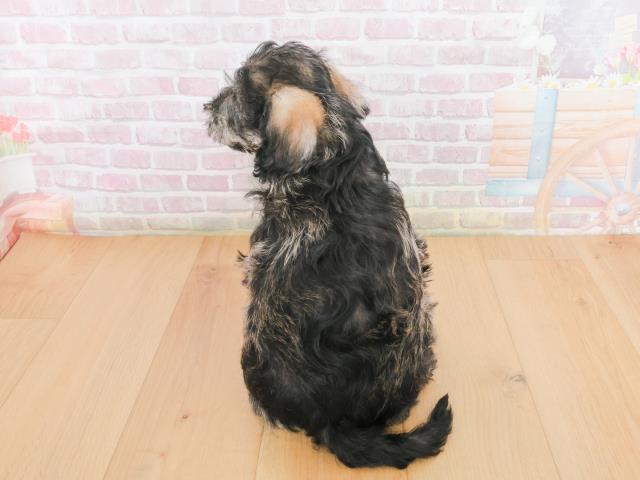 青森県のシュナプー(シュナウザー×プードル) (Coo&RIKU八戸店/2025年12月31日生まれ/男の子/ソルトペッパー)の子犬の4枚目の画像