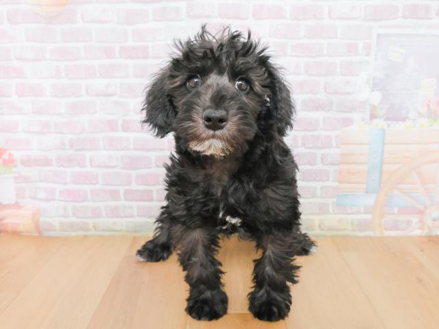 宮城県のシュナプー(シュナウザー×プードル) (Coo&RIKU仙台太白店/2025年12月31日生まれ/男の子/ブラック)の子犬の1枚目の画像