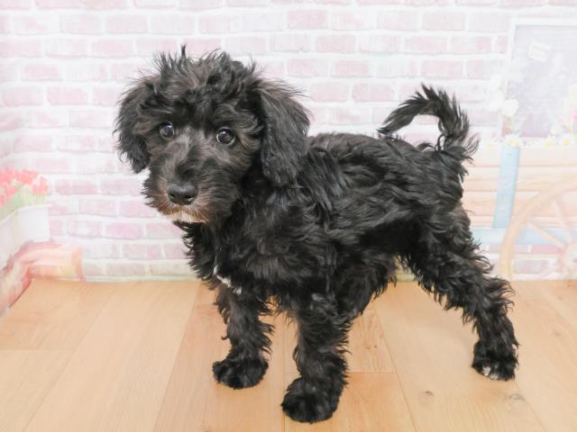 宮城県のシュナプー(シュナウザー×プードル) (Coo&RIKU仙台太白店/2025年12月31日生まれ/男の子/ブラック)の子犬の2枚目の画像