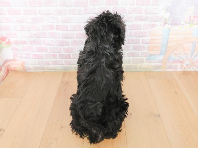 宮城県のシュナプー(シュナウザー×プードル) (Coo&RIKU仙台太白店/2025年12月31日生まれ/男の子/ブラック)の子犬の4枚目の画像