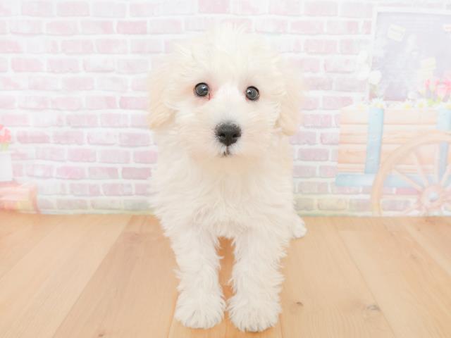 宮城県のシュナプー(シュナウザー×プードル) (Coo&RIKU石巻店/2025年12月31日生まれ/男の子/クリーム)の子犬の1枚目の画像