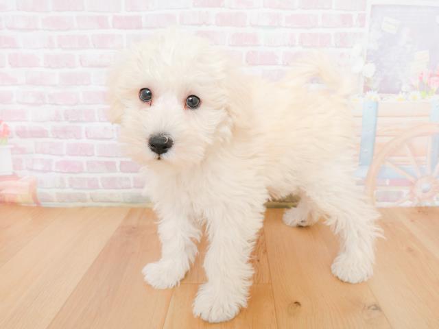 宮城県のシュナプー(シュナウザー×プードル) (Coo&RIKU石巻店/2025年12月31日生まれ/男の子/クリーム)の子犬の2枚目の画像