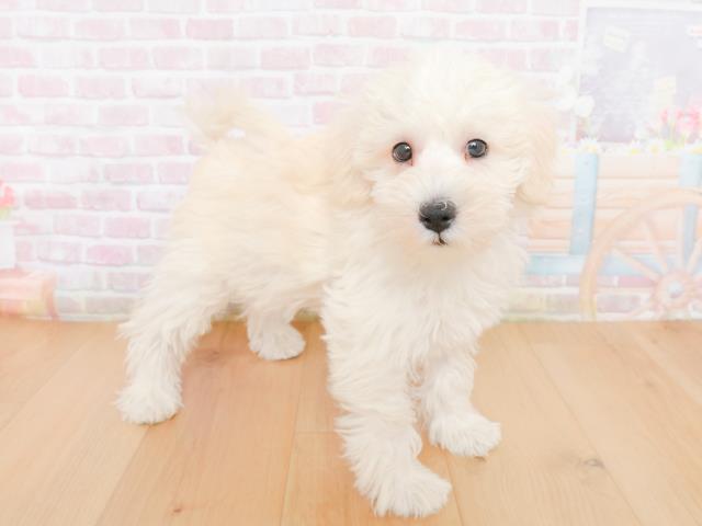 宮城県のシュナプー(シュナウザー×プードル) (Coo&RIKU石巻店/2025年12月31日生まれ/男の子/クリーム)の子犬の3枚目の画像