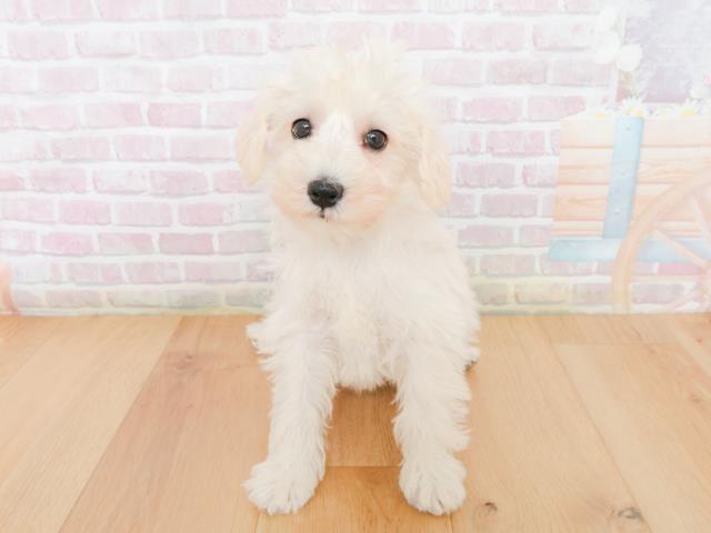 福島県のシュナプー(シュナウザー×プードル) (Coo&RIKU郡山店/2025年12月31日生まれ/女の子/クリーム)の子犬