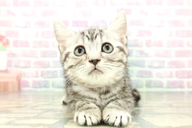 東京都のアメリカンショートヘアー (Coo&RIKU武蔵小山店/2025年12月24日生まれ/女の子/シルバークラシックタビー)の子猫の1枚目の画像
