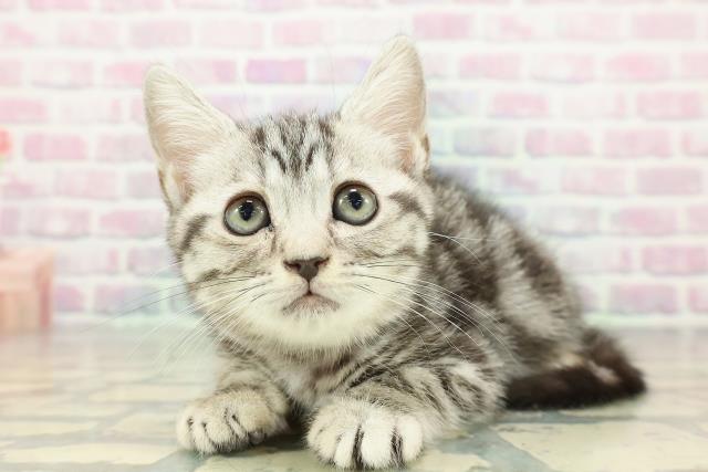 東京都のアメリカンショートヘアー (Coo&RIKU武蔵小山店/2025年12月24日生まれ/女の子/シルバークラシックタビー)の子猫の2枚目の画像