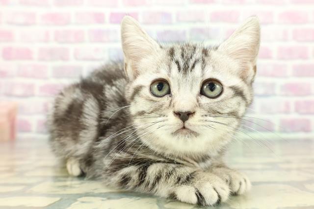 東京都のアメリカンショートヘアー (Coo&RIKU武蔵小山店/2025年12月24日生まれ/女の子/シルバークラシックタビー)の子猫の3枚目の画像