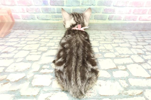 東京都のアメリカンショートヘアー (Coo&RIKU武蔵小山店/2025年12月24日生まれ/女の子/シルバークラシックタビー)の子猫の4枚目の画像