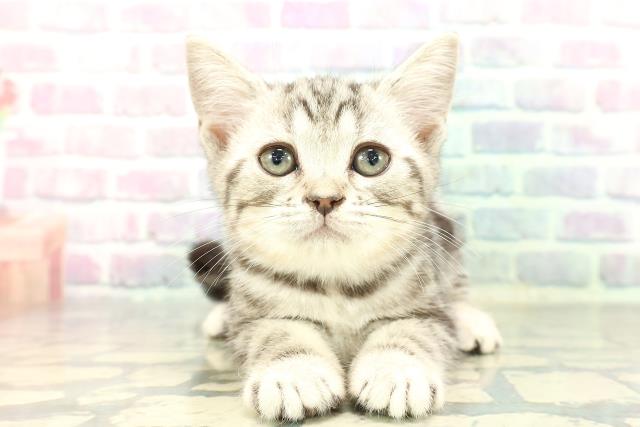 アメリカンショートヘアー