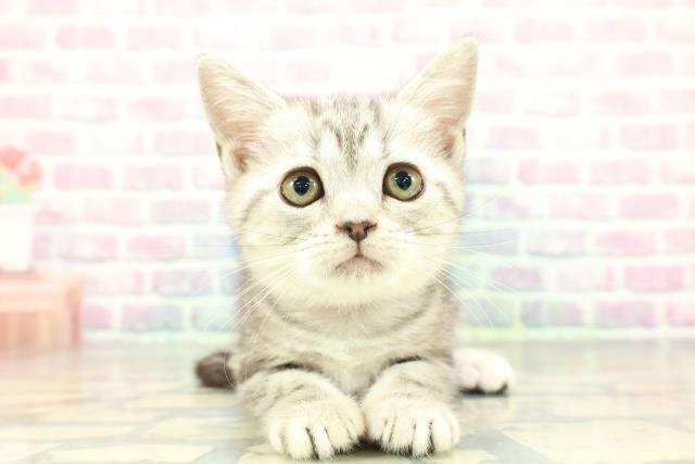 青森県のアメリカンショートヘアー (Coo&RIKU青森店/2025年12月24日生まれ/女の子/シルバークラシックタビー)の子猫