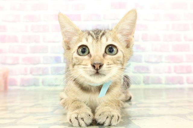 北海道のエジプシャンマウ (Coo&RIKU函館店/2025年12月19日生まれ/男の子/ブロンズ)の子猫