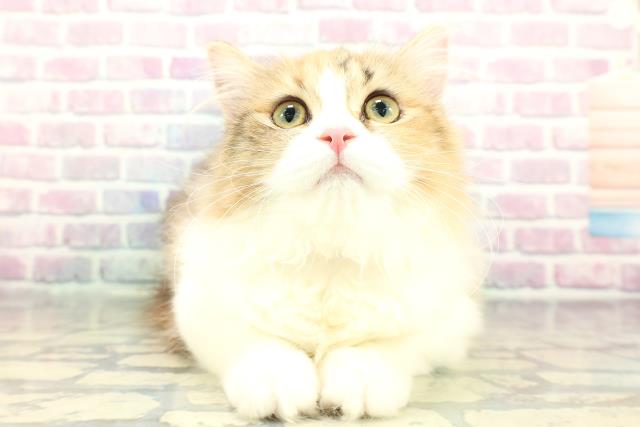 岩手県のミヌエット (Coo&RIKU岩手盛岡店/2025年10月19日生まれ/女の子/ブラウンパッチドタビーホワイト)の子猫