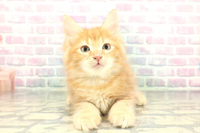 東京都のメインクーン (Coo&RIKU大久保店/2026年1月2日生まれ/男の子/レッドタビー)の子猫の1枚目の画像