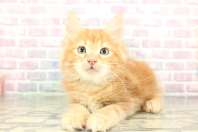 東京都のメインクーン (Coo&RIKU大久保店/2026年1月2日生まれ/男の子/レッドタビー)の子猫の2枚目の画像