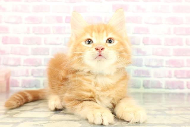 東京都のメインクーン (Coo&RIKU大久保店/2026年1月2日生まれ/男の子/レッドタビー)の子猫の3枚目の画像