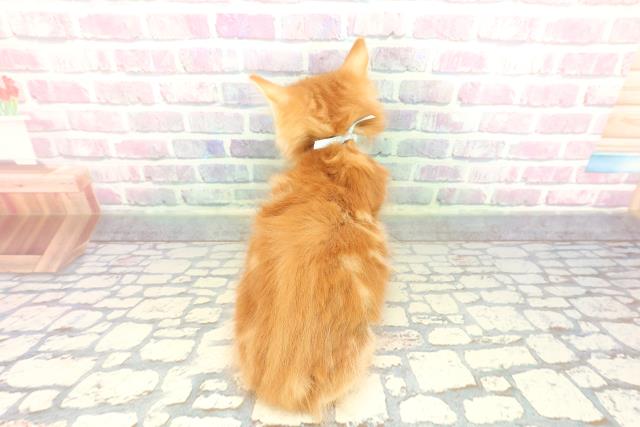 東京都のメインクーン (Coo&RIKU大久保店/2026年1月2日生まれ/男の子/レッドタビー)の子猫の4枚目の画像