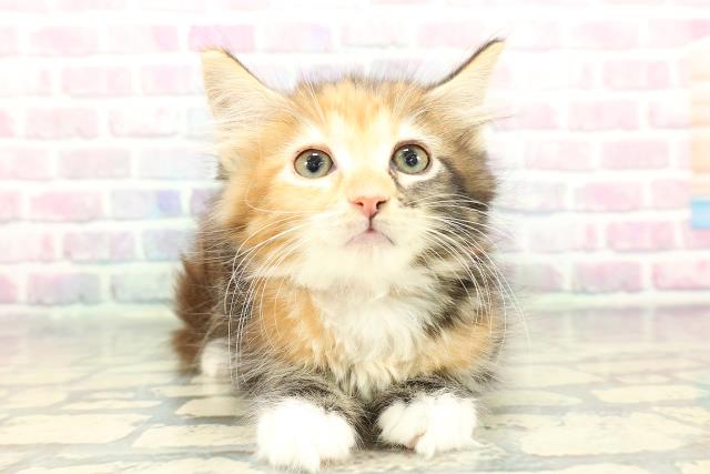 東京都のメインクーン (Coo&RIKU高円寺店/2026年1月2日生まれ/女の子/ブラウンパッチドタビーホワイト)の子猫の1枚目の画像