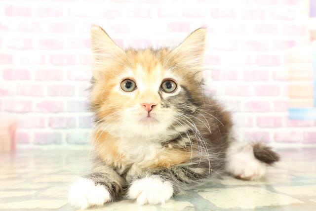 東京都のメインクーン (Coo&RIKU高円寺店/2026年1月2日生まれ/女の子/ブラウンパッチドタビーホワイト)の子猫の2枚目の画像